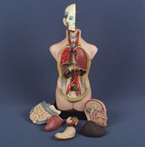 İnsan Vücudu Modeli 11 Parça