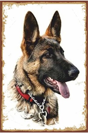 Köpek Retro Ahşap Poster