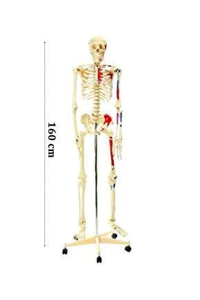 İskelet Modeli 160cm İnsan İskeleti Gerçek Boyut