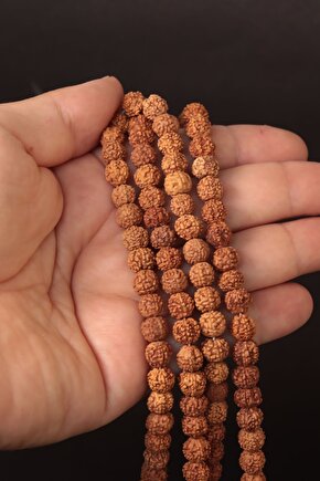 Sertifikalı Rudraksha Tohumu Doğal Taşı Dizi (1 adet)