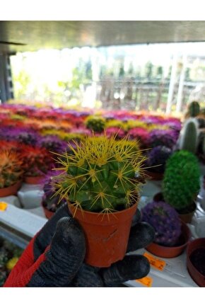 Echinopsis Kaktüs Sarı Renkli Kaktüs