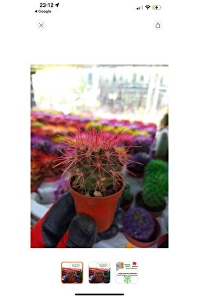 Echinopsis Kaktüs Pembe Renkli Kaktüs