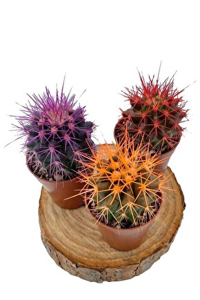 Echinopsis Kaktüs 3 Farklı Renkli Kaktüs