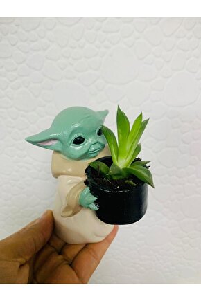 Baby yoda Sukulent