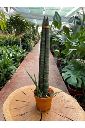 Sansevieria Cylindrica Paşa Kılıcı 38-42 Cm