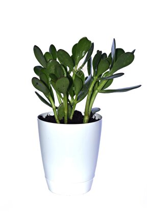 Saksılı Para Ağacı Çiçeği Crassula Ovata Fidanı Dolgun 25-30cm