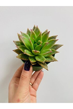 Echeveria Agavoides