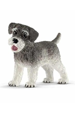 Minyatür Schnauzer 13892