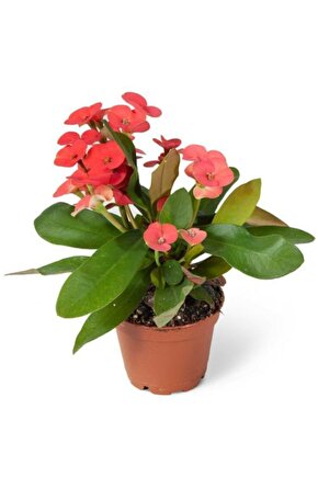 Euphorbia Milii Dikenler Tacı Çiçekli Kaktüs