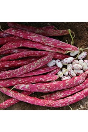 Doğal Oturak Barbunya Tohumu (50 Gram)