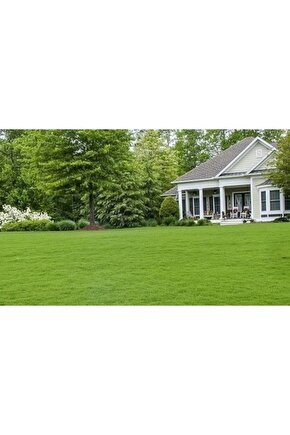 Bermuda Çim Tohumu 1 Kg Bermuda Grass Uganda Çimi Ayrık Tohumu Köpek Dişi Ayrığı Tohumu