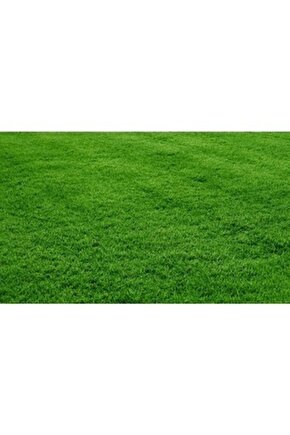 Bermuda Grass Çimi Tohumu (kurak Ve Susuz Alanlara Özel) 250 Gr