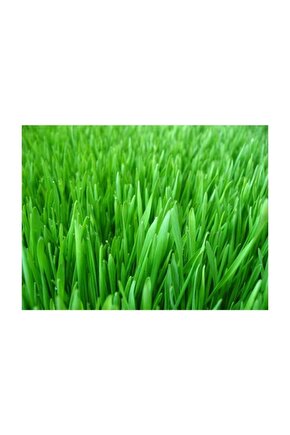 Çim Tohumu 1 Kg