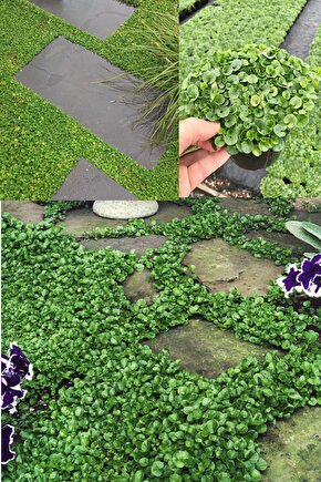 Dichondra Repens Fare Kulağı Tohumu Kundura Çimi 100gr
