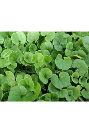 Dichondra Repens Fare Kulağı Çim Tohumu 500 gr