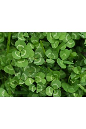 Ak Üçgül Tohumu 100 Gram Süs Yoncası Üç Yapraklı Yonca Tohumu Trifolium Repens Bodur Yonca Tohumu