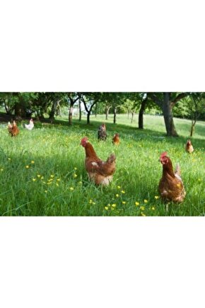 Tavuk Yoncası - Ak Üçgül Tohumu 250 Gr