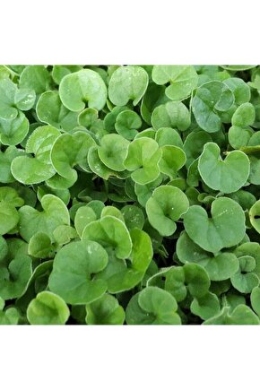 Dichondra Rephends (fare Kulağı) Çim Tohumu 250gr