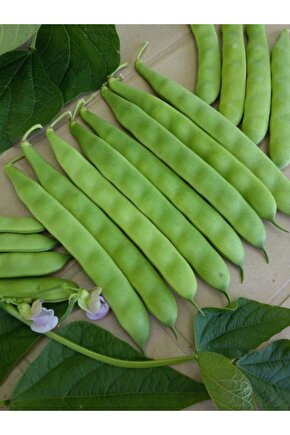 Oturak Fasulye 100 gr