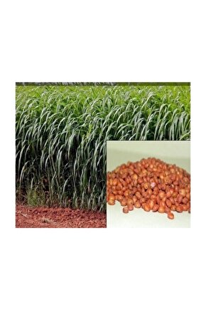 Sorgum Sudan Otu Tohumu Sorgum Sudan Otu Melezi Yem Bitkisi Tohumu 1 Kg