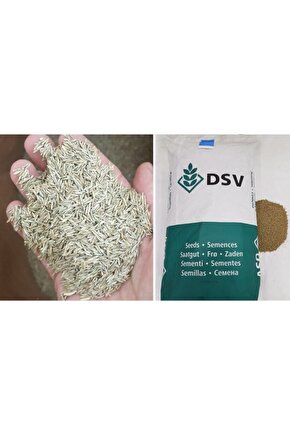 Ingiliz Çimi 250 Gr Ingiliz Çim Tohumu Lolium Perenne Ithal Çim Tohumu