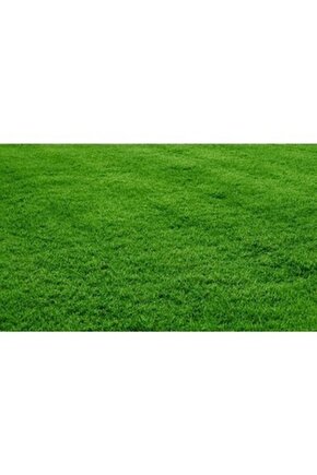 Bermuda Grass Çimi Tohumu (kurak Ve Susuz Alanlara Özel) 1 Kg