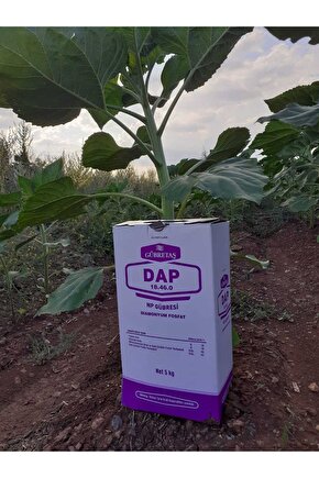 Dap