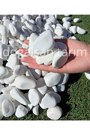 Beyaz Dolomit Taş 3 Kg 2-4 Cm Dere Taşı Çakıl Taşı Saksı Taşı Akvaryum Teraryum Taşı Bahçe Taşı