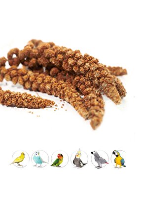Kızıl Dal Darı - 200 GR