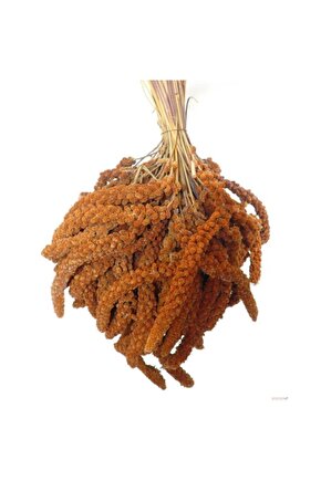 Kızıl Dal Darı Yerli Üretim Yeni Mahsul Kuş Yemi 250 gr