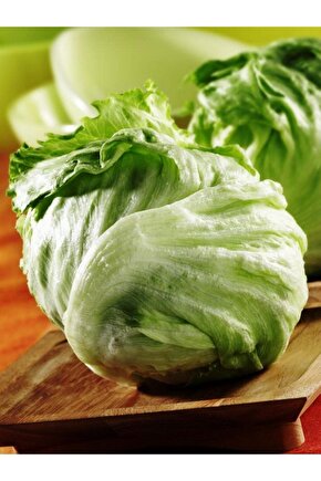 Yerli Doğal Göbek Marul (ICEBERG) Tohumu 100 Ad. Tohum