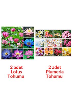 2 Adet Karışık Renklerde Lotus (Nilüfer) Çiçeği Tohumu - 2 Adet Plumeria Tohumu - Toplam 4 adet