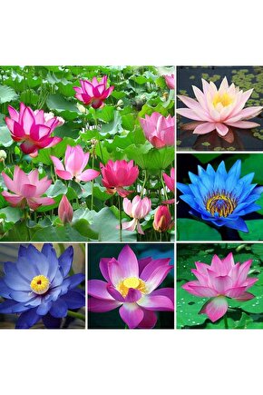 3 Adet Karışık Renklerde Lotus (Nilüfer) Çiçeği Tohumu