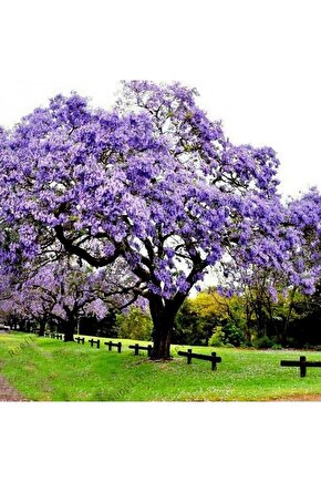 5 Adet - Dünyanın En Hızlı Büyüyen Ağacı Pavlonya Ağaçı Tohumu - Paulownia Ağacı
