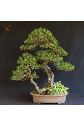 5 Adet  - Kızılçam  Ağacı Tohumu Bonsai Ağacı Tohumu