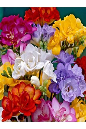 40 Adet Kırmızı Frezya Çiçeği ( Freesia ) Soğanı Mis Kokulu Katmerli