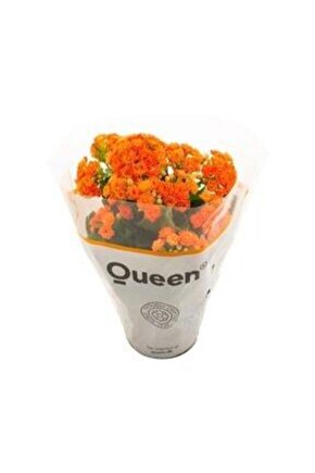Kalanşo Kalanchoe (emel Hanım) Çiçeği Turuncu Renk