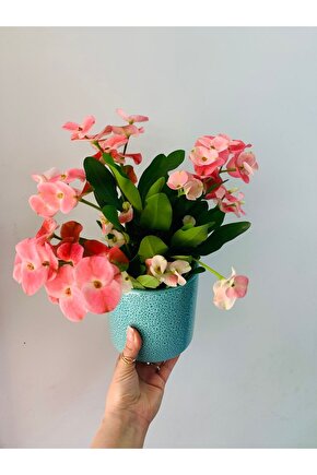 Euphorbia Milli