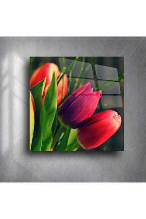 Canlı Kırmızı Lale Çiçek Fotoğrafı Cam Tablo