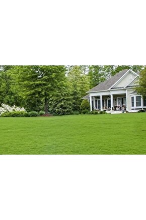 Bermuda Çim Tohumu 1 Kg Bermuda Grass Uganda Çimi Ayrık Tohumu Köpek Dişi Ayrığı Tohumu