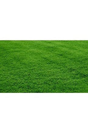 Bermuda Çim Grass Tohumu (kurak Ve Susuz Alanlara Özel) 100 Gr