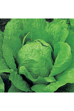 Marul Tohumu Yerli Yedikule 5 gram