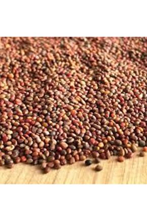 Roka Tohumu 100 gr