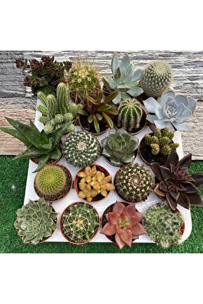 10 Adet 5+5 Kaktüs Sukulent Seti