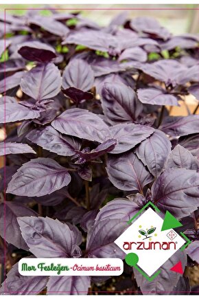 Mor Fesleğen (REYHAN) Tohumu 100 Adet