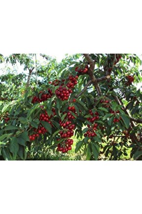 5 Adet Yediveren Kiraz Tohumu