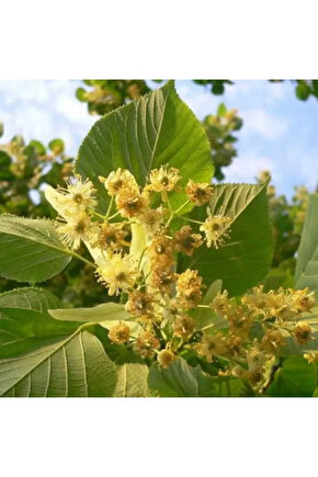 Bahçenize Özel 5 Adet Ihlamur Tohumu – Hoş Kokulu Ihlamur Ağacı İçin