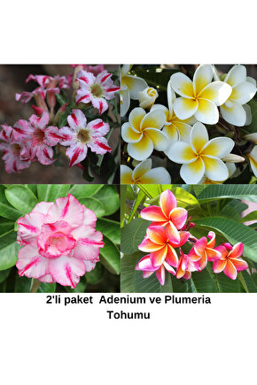 2li Paket Karışık Renklerde Adenium Çöl Gülü Tohumu  ve Plumeria Tohumu Toplam 10 Adet