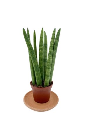 Sansevieria Cylindrica (paşa Kılıcı)