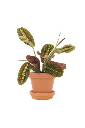 Dua Çiçeği Maranta 30 Cm - Ezan Çiçeği Olarak Bilir Kalatya